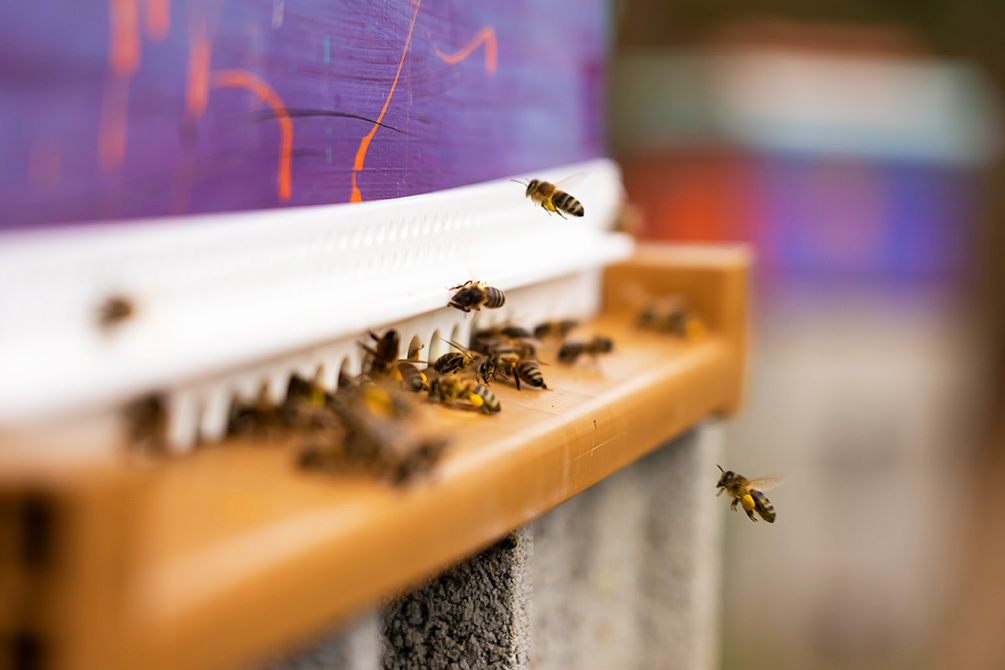 apiculture vacances famille fournols d auvergne